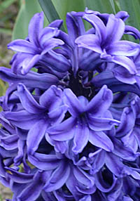 ヒヤシンスの青花