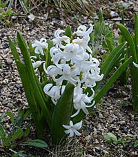 ヒヤシンスの白花