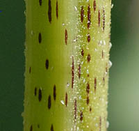 イガオナモミ茎