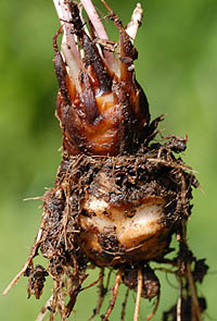 イモカタバミの鱗茎