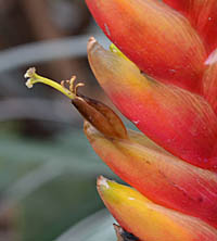 インコアナナス花