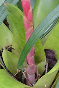 インコアナナス花茎