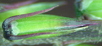 イノコズチの小苞葉付属体