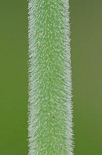イヌコモチナデシコの茎の腺毛
