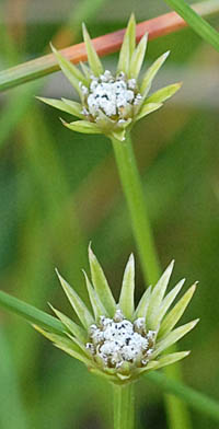 イヌノヒゲ頭花