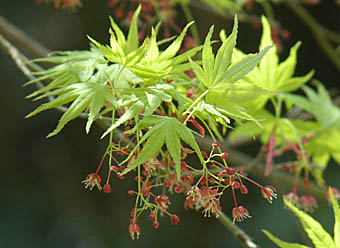 イロハモミジ Acer Palmatum ムクロジ科 Sapindaceae カエデ属 三河の植物観察