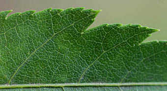イロハモミジの葉の鋸歯
