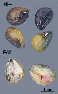 イソホウキギ果実と種子