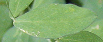 イタチササゲ葉