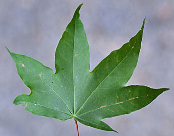 イタヤカエデ Acer Pictum Subsp Dissectum ムクロジ科 Sapindaceae カエデ属 三河の植物観察