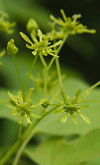 イタヤカエデ Acer Pictum Subsp Dissectum ムクロジ科 Sapindaceae カエデ属 三河の植物観察