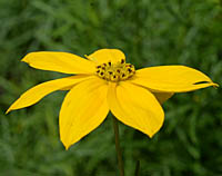 イトバハルシャギクの花