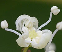 イワガラミ両性花の開花中