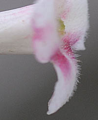 イワツクバネウツギの花冠の毛