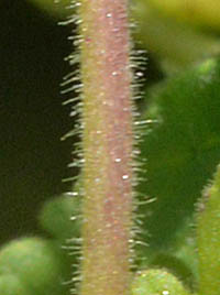 ジャメスブリテニア・アラビアンナイトの茎