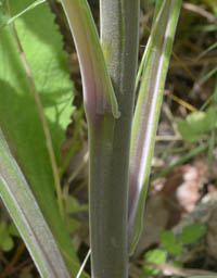 ジギタリスの茎