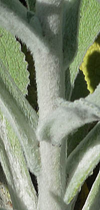 ジギタリス・シルバーフォクスの茎