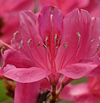 ジングウツツジの花濃色