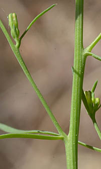 カナビキソウの茎