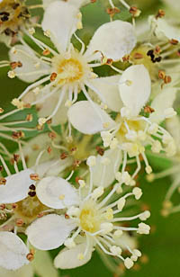 カナメモチ Photinia Glabra バラ科 Rosaceae カナメモチ属 三河の植物観察