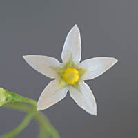 テリミノイヌホオズキ(カンザシイヌホオズキ型)の花