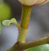 カラタネオガタマの花柄
