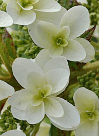 カシワバアジサイの装飾花
