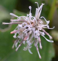カシワバハグマの花