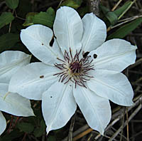 カザグルマの花