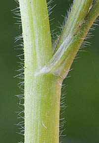 ケキツネノボタンの茎