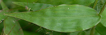 ケチヂミザサの葉