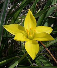 キバナハナニラ花
