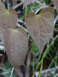キバナイカリソウの葉