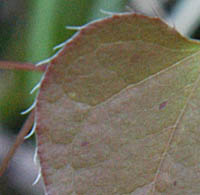 キバナイカリソウの葉縁の刺毛