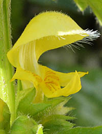 キバナオドリコソウの花