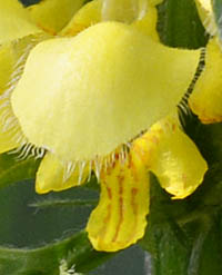キバナオドリコソウの花2
