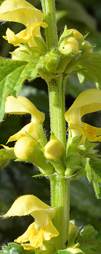 キバナオドリコソウの茎