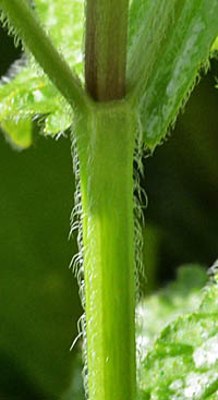 キバナオドリコソウの茎2