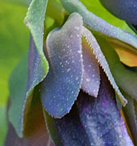 キバナルリソウ(紫花)苞