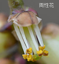 キブシ両性花の内部