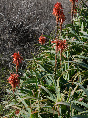 キダチアロエ Aloe Arborescens ツルボラン科 Asphodelaceae アロエ属 三河の植物観察