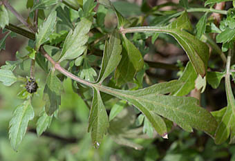 キクザキセンダングサ葉
