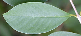 キミノバンジロウの葉表