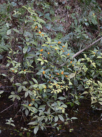 キミノセンリョウ Sarcandra Glabra Form Flava センリョウ科 Chloranthaceae センリョウ属 三河の植物観察