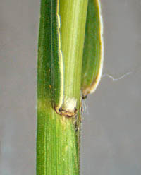 キンエノコロ茎
