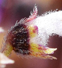 キンランジソの萼