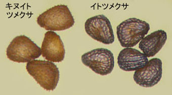 キヌイトツメクサの種子の比較