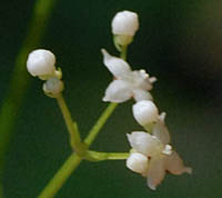 キヌタソウの花