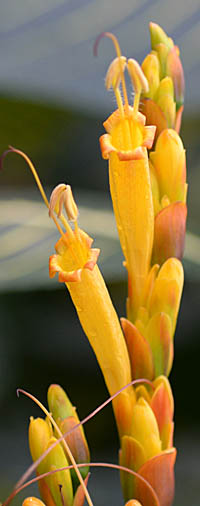  キンヨウボクの花