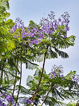 キリモドキ Jacaranda Mimosifolia ノウゼンカズラ科 Bignoniaceae ノウゼンカズラ属 三河の植物観察